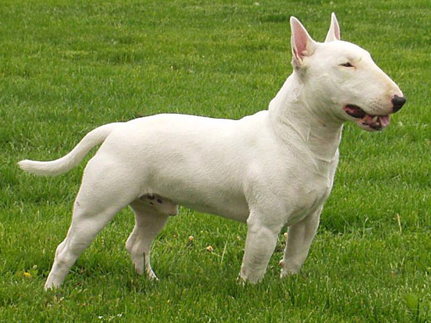 bull-terrier-elityavru-1-1